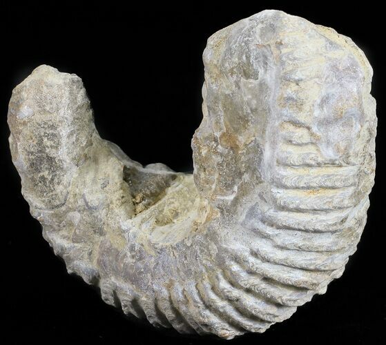 Cretaceous Fossil Oyster (Rastellum) - Madagascar #54470